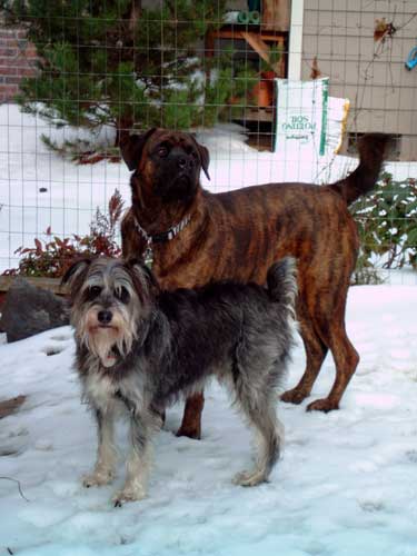 Henri and friend, Trayder