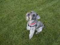 Jack, the happy schnauzer