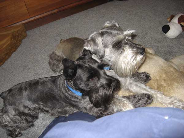 toy) Mini Schnauzer in Louis V Carrier