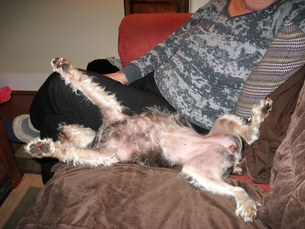 Molly is happiest resting next to Linda on the couch