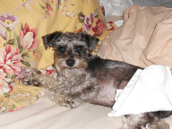 Oliver relaxing on Momma's pillow