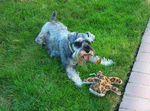 Phoebe with a favorite toy