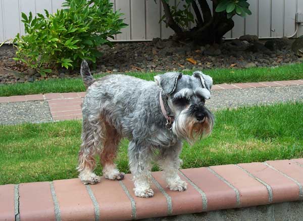 Phoebe guards her yard