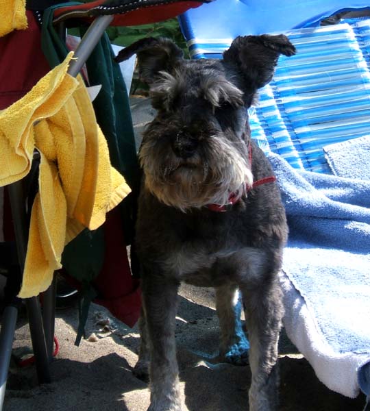 Rascal at the beach campsite on Tomahawk 