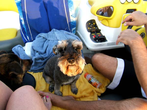 Rascal on a Boat!