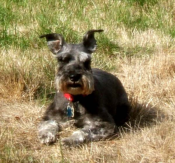 Rascal in the backyard