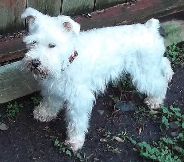 Riley in the back yard of his foster home