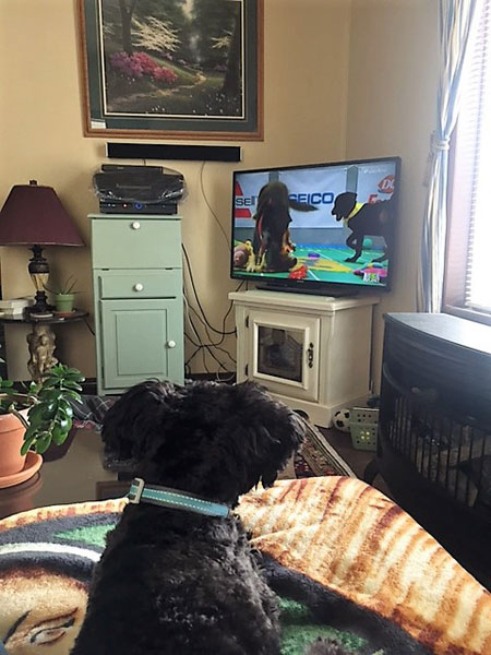 Rodi watching the Puppy Bowl