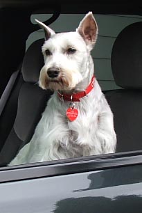 Sno loves car rides!