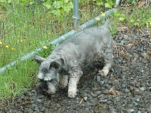 Toby enjoys his yard