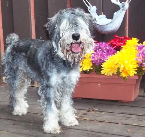 Hairy Little Boy before grooming appointment