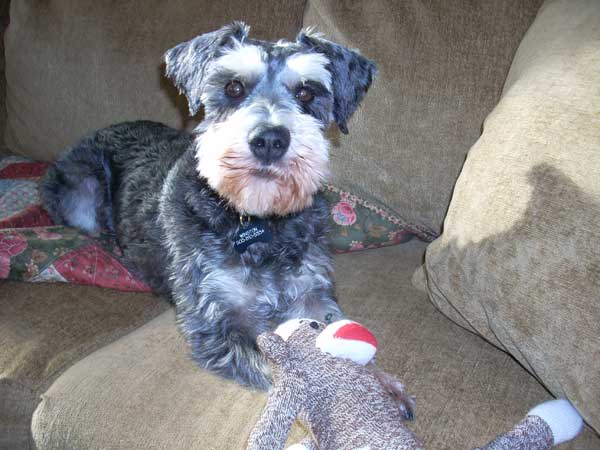 Winston with his sock monkey